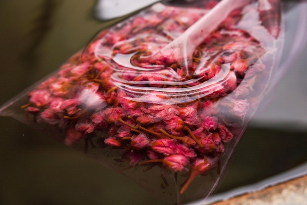 【写真】食品の製造過程で生まれる「つぼみの桜」を再利用する