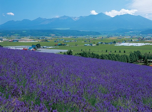 広大なラベンダー畑で有名な、北海道でも有数の人気を誇る観光ファーム「ファーム富田」