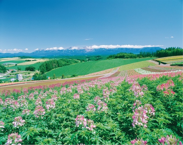 十勝岳連邦や美瑛の丘風景をバックに広がる観光花畑「四季彩の丘」