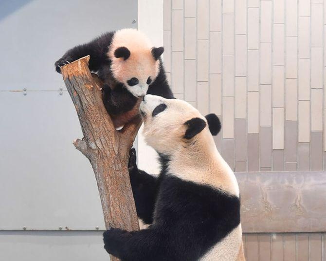【パンダWalker】双子パンダの観覧再開！「上野動物園」かわいいパンダたちのベストショットを一挙公開！