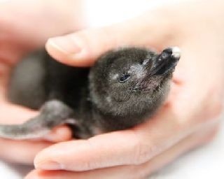 マゼランペンギンの赤ちゃん誕生！「すみだ水族館」