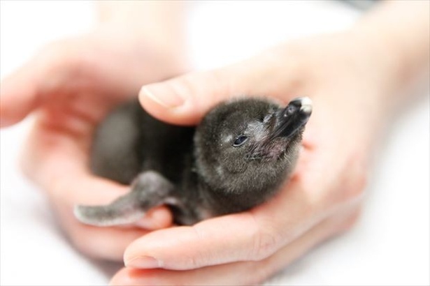 【写真を見る】赤ちゃんの写真をチェック！赤ちゃんのお披露目とお祝いをするイベント「Happy Penguins」も開催