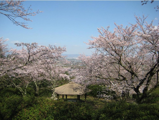 【写真】桜と共に周りの景色を楽しむことができる