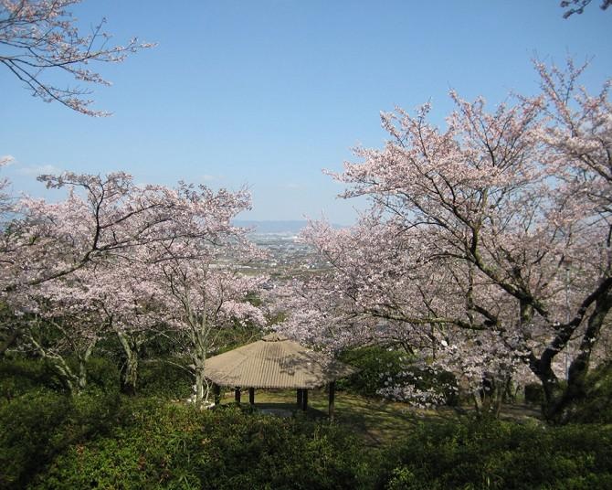 今週末(3月26・27日)の桜見頃はここ！全国のまもなく見頃を迎えるお花見名所ガイド