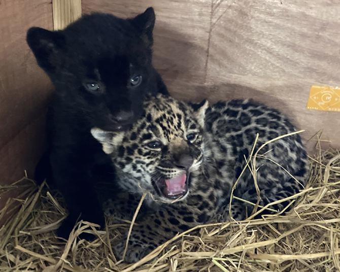 ちいさなジャガーの双子姉妹、一般公開スタート！静岡市立日本平動物園で昨年11月に誕生