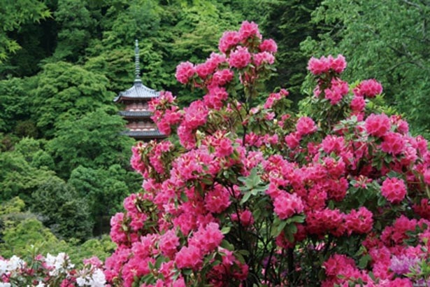 4月下旬～5月中旬に、1000株のシャクナゲが三重塔を望む山の北斜面に咲く/三室戸寺 