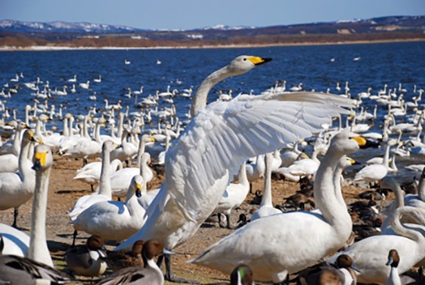 白鳥をはじめ、大沼にやってくるたくさんの水鳥を間近に観察できます