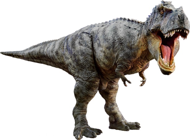 ティラノサウルス(全長 8.0メートル)