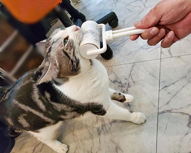 猫はコロコロが好き!?「もっとコロコロして～」アゴ下から隅々までされてご満悦！ハルは飼い主とコロコロが好き！ 