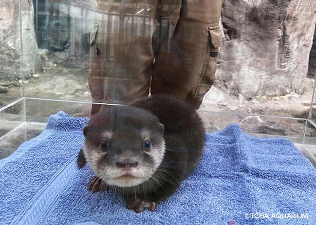 展示練習中のコツメカワウソの赤ちゃん