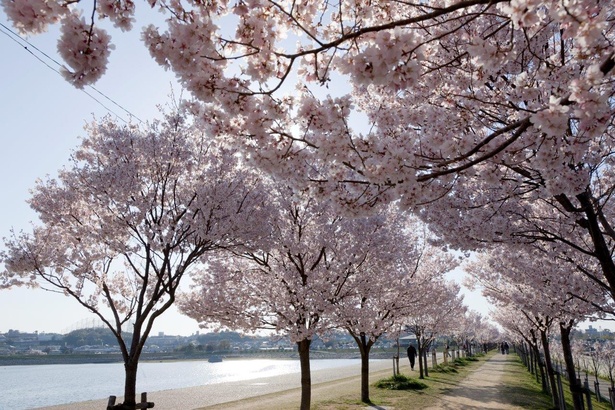 片方には池の青、もう片方には桜のピンクの2色の光景を楽しめる