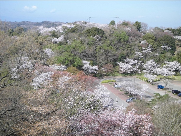 満開の桜が眉山公園を彩る