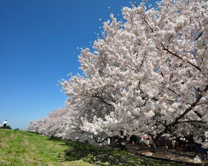 岡崎 公園 桜 2022