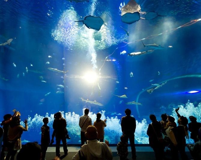 GW人気おでかけスポットランキング【水族館・アクアリウム編】