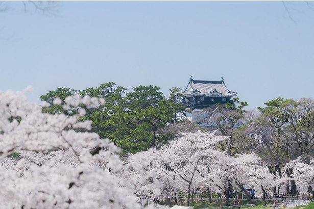 岡崎公園を彩る満開の桜