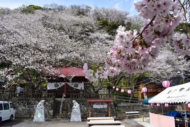 地元住民の憩いの場に桜が彩りを添える