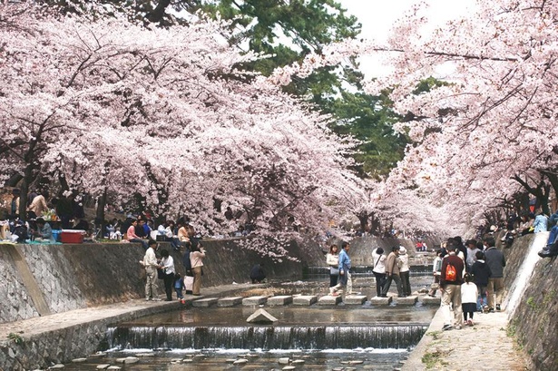「日本さくら名所100選」にも選ばれた桜並木が楽しめる