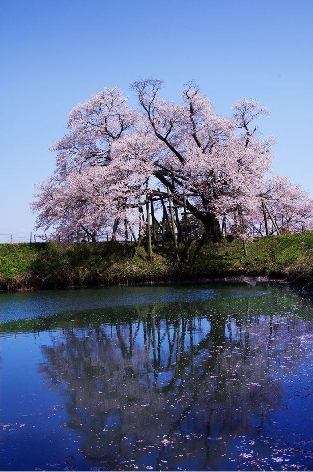 ため池の水面に桜が映る