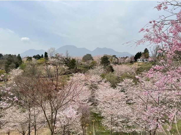 しだれ桜は西日本一の規模を誇る