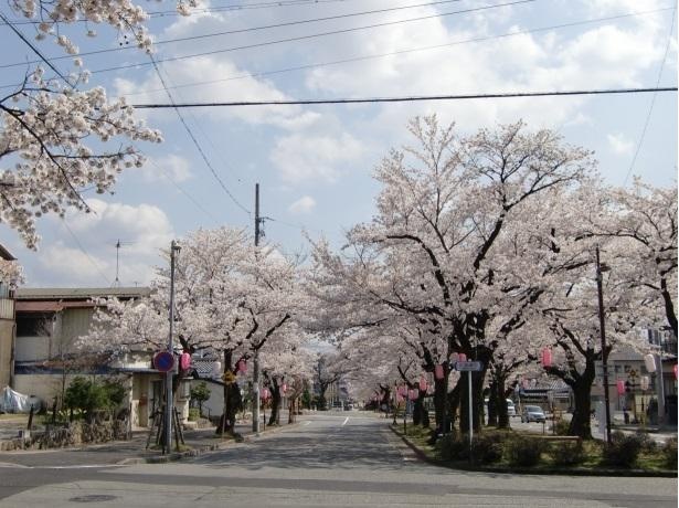 飯田市大宮通り(桜並木)が淡いピンク色になる
