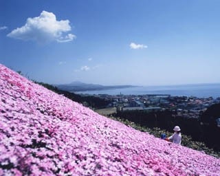 北海道新幹線で注目の町・木古内の芝桜と幻の海苔弁を食すドライブ旅