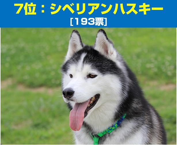 ■画像をクリックで次へ！／7位はシベリアンハスキー！