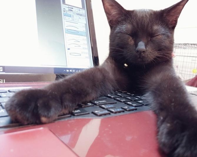 【仔猫を拾ったので】ねむってるよー。じゃましてないよー。恒例の黒猫VSパソコン