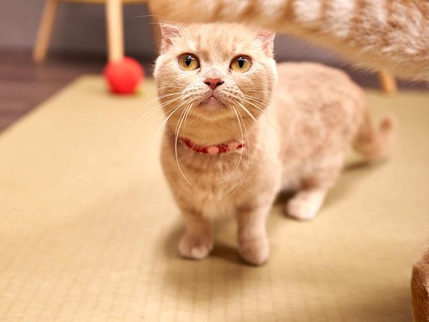 猫種の中でもとても新しい種類のマンチカン。脚が短いのが特徴