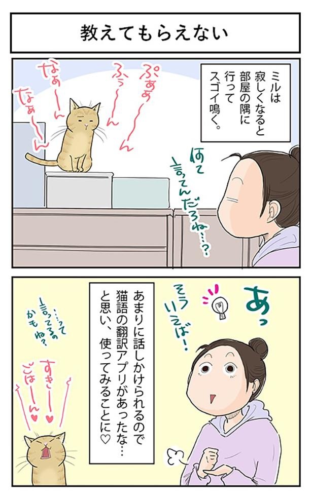 ミルがあまりに話しかけてくるので、思い立って猫語翻訳アプリに挑戦！