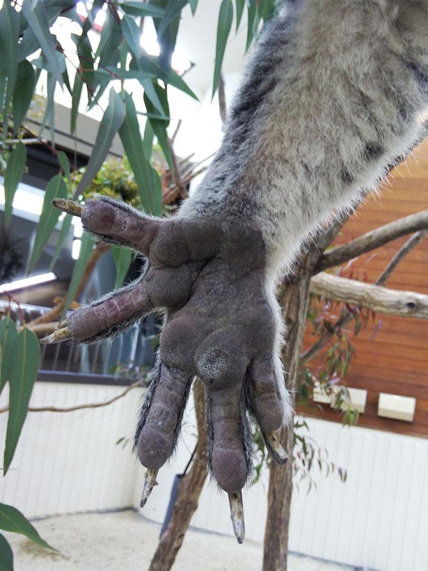 裏から見たコアラの前あし。爪の長さに驚かされる。これも樹上生活に合わせて進化した結果だ