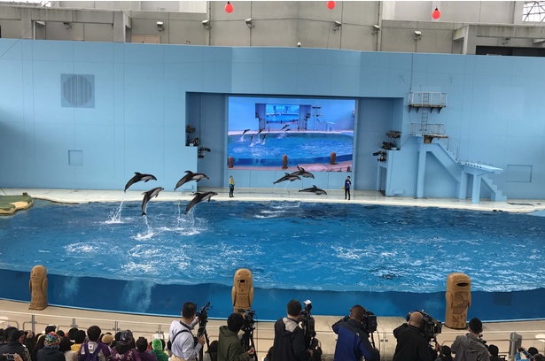 シーパラの海の動物たちが「ももくろちゃんZ」と共演！