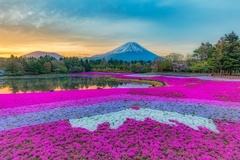 関東最大級の芝桜の祭典「2022 富士芝桜まつり」