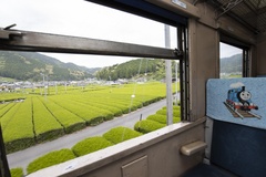 大井川本線沿線は、静岡県下でも有数のお茶生産地