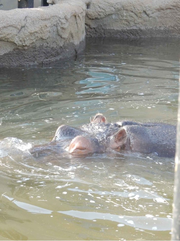 旭山動物園・屋外放飼場でプールに入っているカバ