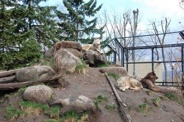 旭山動物園・シンリンオオカミ。園内放送が入ると、寝ていても立ちあがって遠吠えすることも