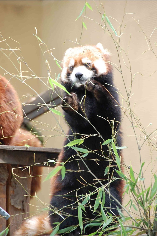 旭山動物園・食事中のレッサーパンダ