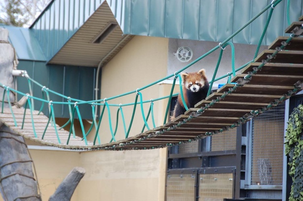 旭山動物園・吊り橋を渡るレッサーパンダ
