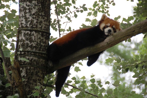 旭山動物園・木の上でだらりと伸びるレッサーパンダ