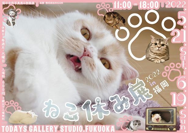 出展作家数51組＆初上陸スター猫多数︕過去最⼤規模の福岡開催が決定した「ねこ休み展」