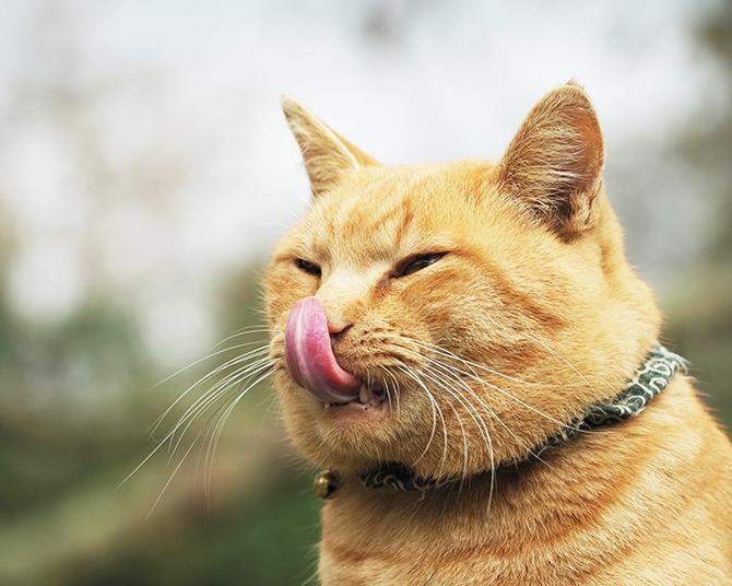 【猫の毛色の不思議】茶系・白系の猫は太りがち？気が強い猫は何色!?「毛色×性格」「毛色×体重」の関係性をアンケートで大調査！