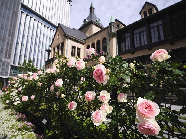 【写真】昨年のKIOI ROSE GARDENの様子。美しいバラが咲き誇る