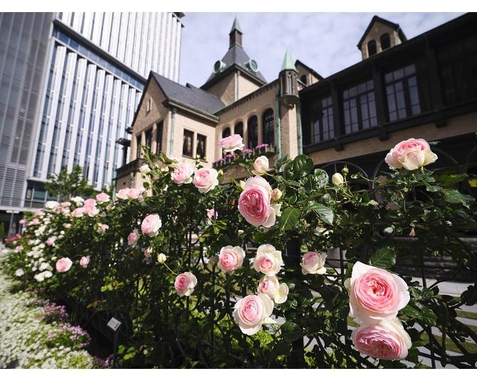 街がバラで溢れる、繋がる！東京ガーデンテラス紀尾井町で「KIOI ROSE WEEK 2022」が開催