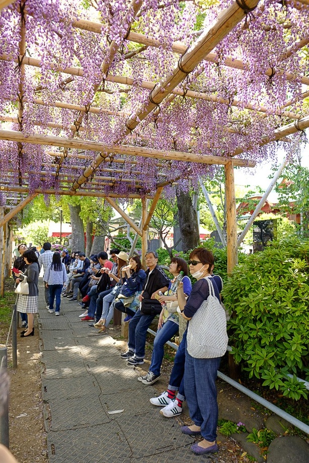 【写真を見る】藤の花の下でひと休み