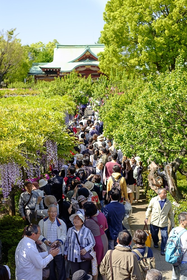 亀戸天神社まで続く藤の道