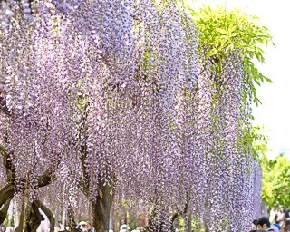 しだれ藤に心奪われる。写真で見る亀戸神社「藤まつり」