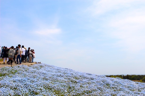 約3.5ヘクタールの広大な丘に咲いたネモフィラの花の数は、およそ450万本