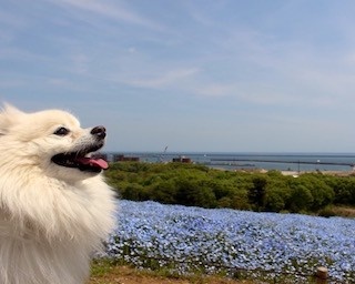 死ぬまでに行きたい世界の絶景”ネモフィラ畑” in 国営ひたち海浜公園　写真全20点