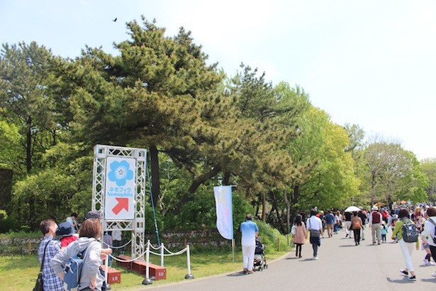 歩いているとネモフィラの看板が