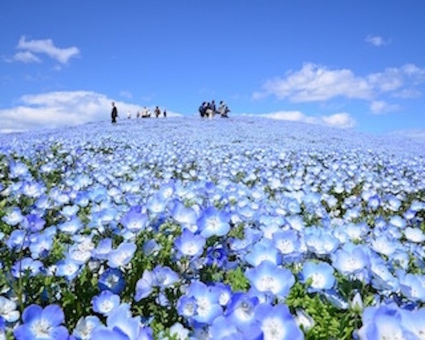 画像2 14 行くならいま 死ぬまでに行きたい世界の絶景 ネモフィラ畑 を福丸くんが体験リポート ウォーカープラス