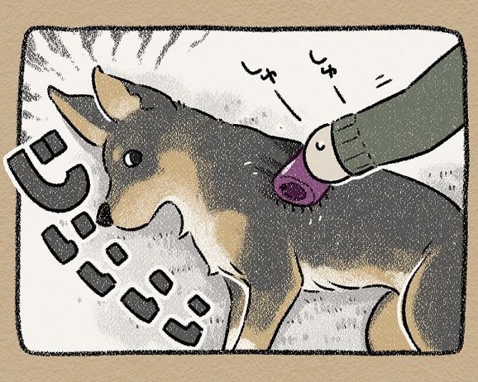【漫画】「犬がとけるブラシ」を購入！喜ぶ姿が見たかったけれど…。愛犬の「ブラッシング」あるあるに共感